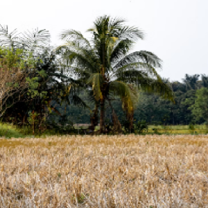 sawah-kering