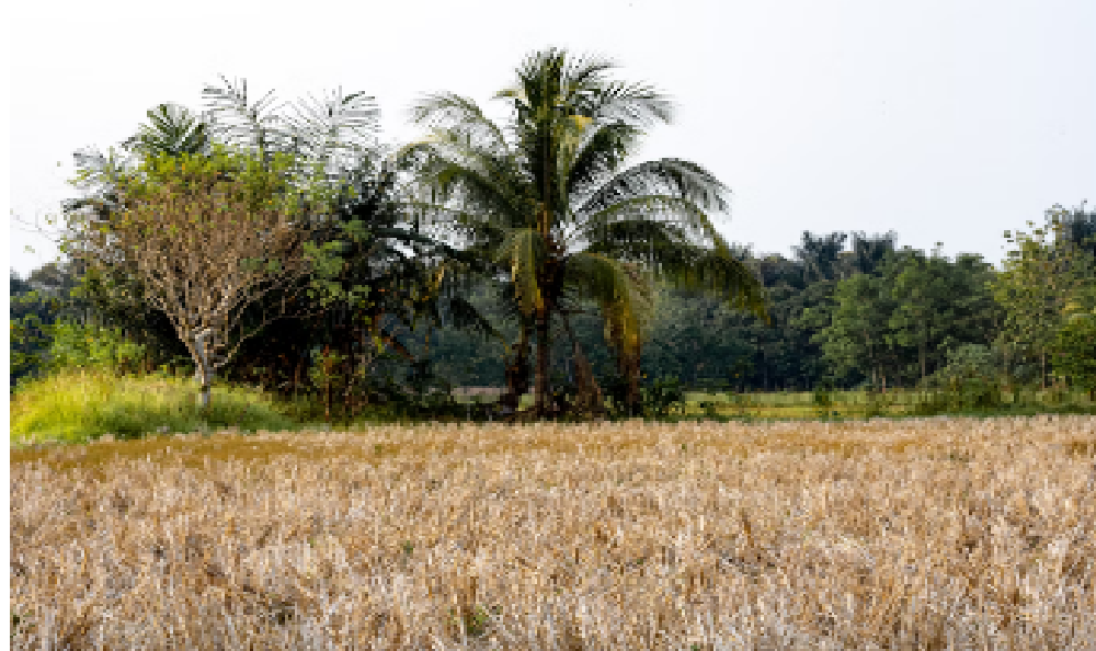 sawah-kering