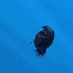 ikan-anglerfish